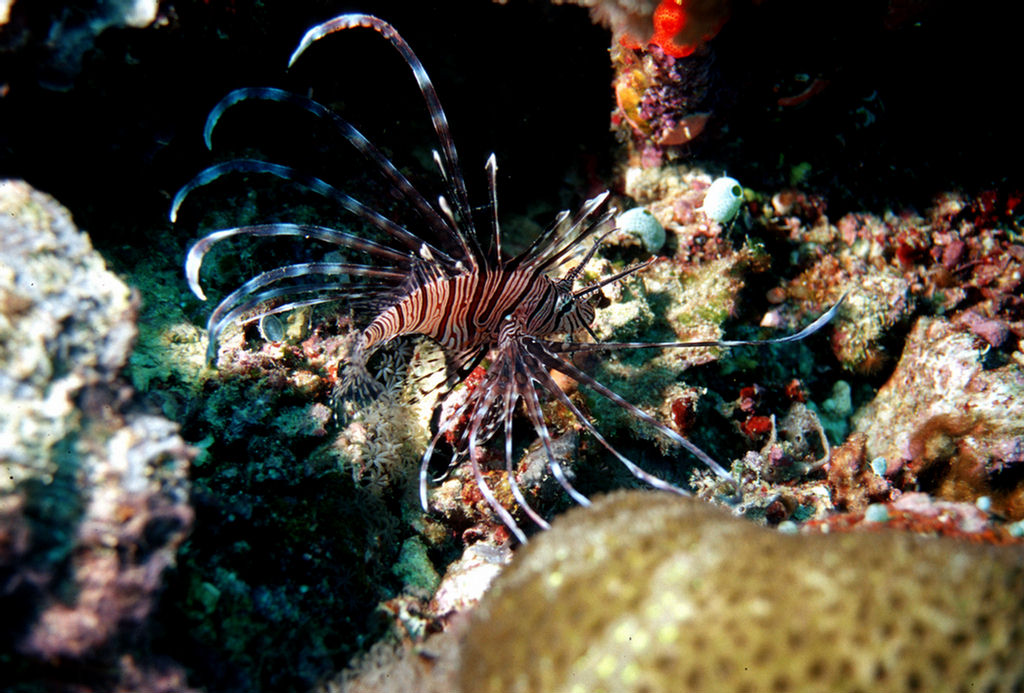 Pterois miles (Pesce leone indiano)